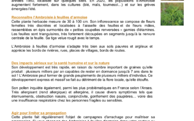 PNR Loire-Anjou-Touraine Ambroisie à feuilles d’armoise